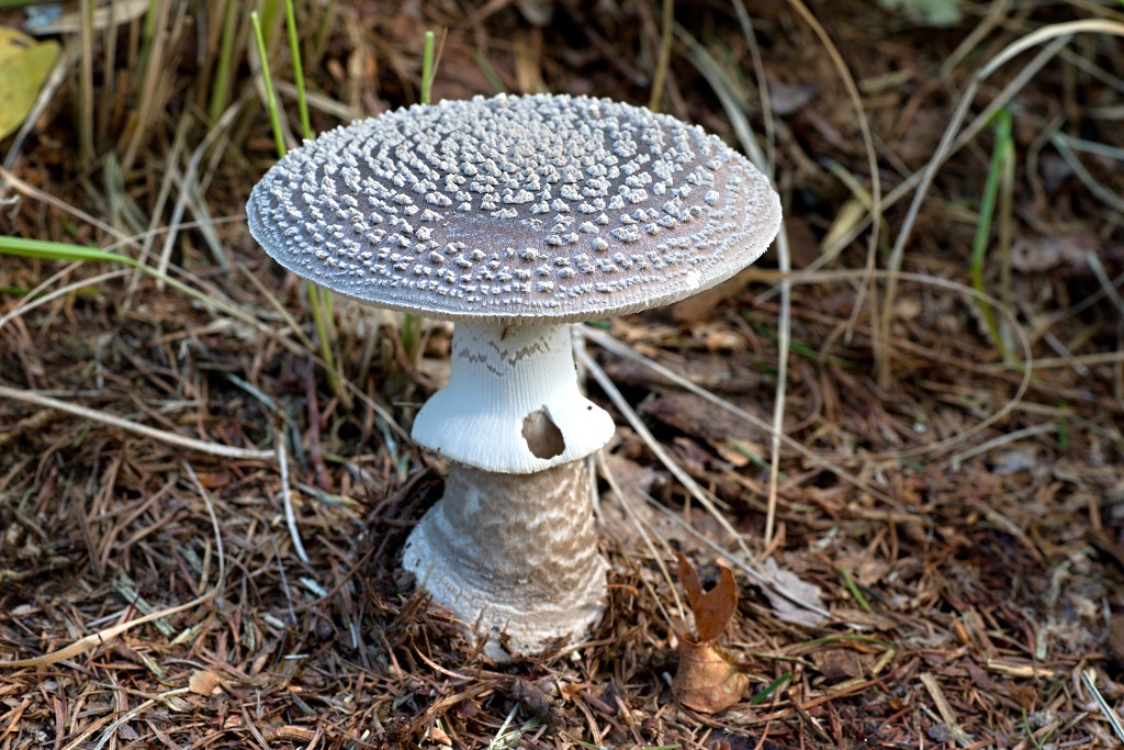 paddenstoel paddenstoelen paddestoel paddestoelen schimmel zwam schimmels zwammen hdr paddo paddos champignon champignons herfst najaar